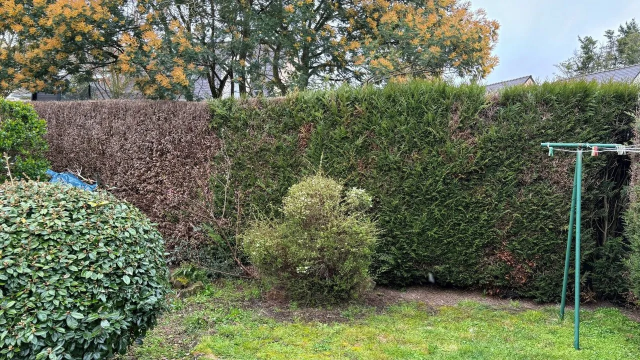Dessouchement de haie de thuya à Saint-Étienne-de-Montluc